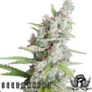 Seedmakers Seeds Akauto Autoflowering